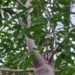 Adansonia za Blatt