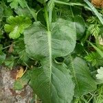 Rumex pulcher Leaf