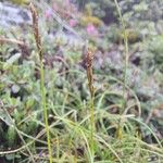 Carex uncinioides 花