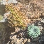 Saxifraga longifolia Flower