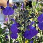 Salvia chamaedryoides Flor