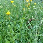 Crepis pyrenaica Habitus