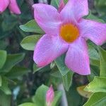 Mandevilla sanderi 花