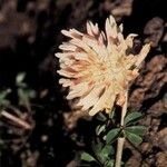Trifolium macrocephalum Flower