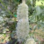 Ptilotus extenuatus Flor