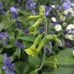 Nicotiana rustica Квітка