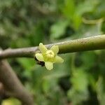 Maytenus ilicifolia Flower