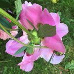 Paeonia officinalis Floare