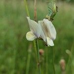 Vicia grandiflora 花