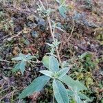 Buddleja albiflora Ліст