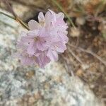 Armeria multiceps ফুল