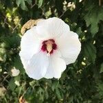 Hibiscus syriacusBlüte