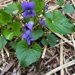 Viola × melissifolia Flower