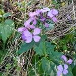 Lunaria annuaBlüte