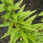 Lilium lancifolium Fuelha