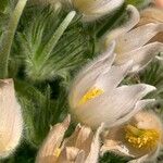 Anemone halleri Цветок