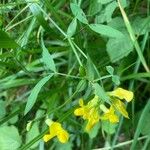 Lathyrus pratensis Lapas