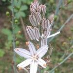 Asphodelus fistulosus Kwiat
