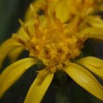 Nestotus stenophyllus Flower