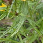 Melampyrum cristatum ഇല