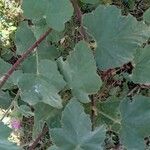 Lavatera thuringiaca Leaf