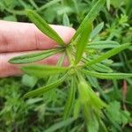 Galium aparineBlad