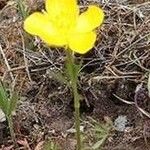 Ranunculus paludosus आदत