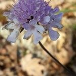 Scabiosa triandra Fula