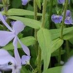Phlox divaricata Folio