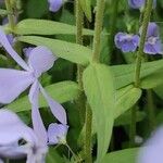 Phlox divaricata Frunză