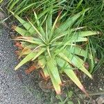 Aloe pretoriensis Hoja