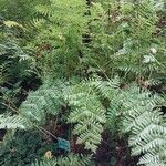 Osmunda regalis Blad