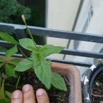 Epilobium roseum Leaf