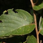 Gouania velutina Leaf