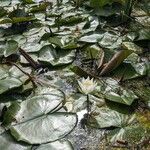 Nymphaea odorata Leaf