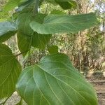 Hovenia dulcis Frunză