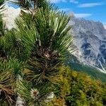 Pinus heldreichii Blatt