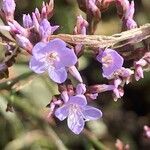 Limonium vulgare Žiedas