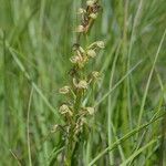 Orchis anthropophora 花