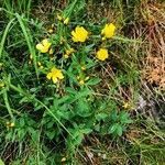 Linum flavum Flower