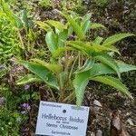 Helleborus lividus Leaf