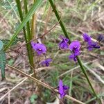 Hardenbergia violaceaফুল