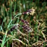 Carex atrofusca Fruit