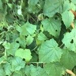 Lophospermum erubescens 葉