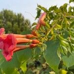 Campsis radicansFlor