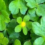 Hacquetia epipactis Flor