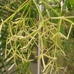 Rhipsalis cereuscula Hoja