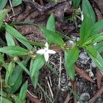 Diodia virginiana Leaf