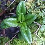 Epilobium tetragonumЛист