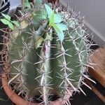Ferocactus herrerae Corteccia